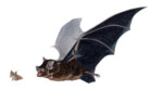 Great Sac Winged Bat