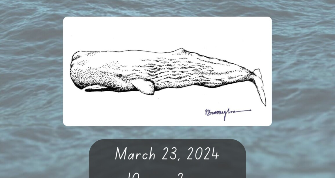Marine Mammal Illustration