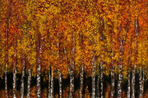 #37a Penny Whent Fall Sycamores