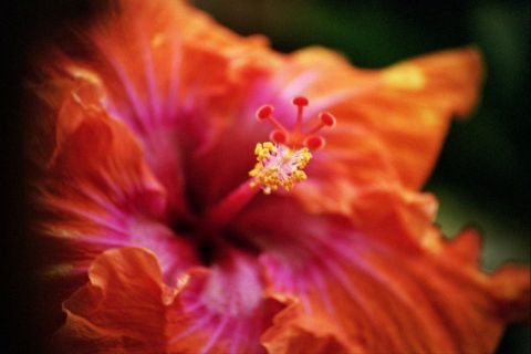 #39 Mary Hill When the Hibiscus does the CanCan1