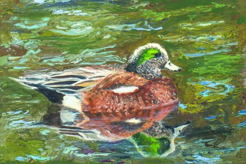 #62 Paola Berthoin Wigeon