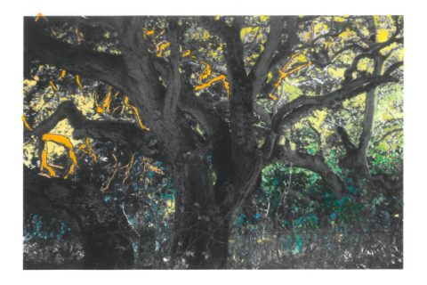 Janet Whitchurch